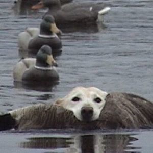 Meet your Posher, Kevin